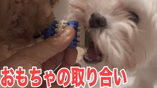 おもちゃの取り合い！トイプードルの子犬トルテとマルチーズのパンナの戦い