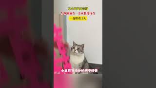 女生出嫁化完妆，发现猫猫在一旁安静地待着，一直盯着主人 #小猫日记