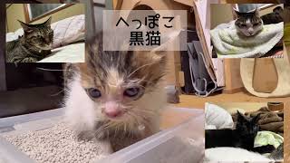 子猫を保護した話3