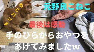 元野良猫の子猫に手のひらでご飯をあげてみると・・・『ねこパンチ』でも最後は感動