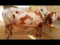 cholistan s best cow cholistani breed complete documentary by aj cattle info