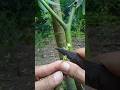 innesto a chip budding fruit trees #gardeningtips #foryou