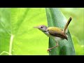 common tailorbird call common tailorbird sound tailorbird call tailorbird sound song vocals