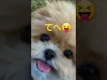 ポメシー💕💕　嬉しさmaxの愛犬😍😍