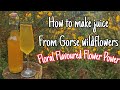 How To Forage & Make Gorse Flower Cordial - Making Juice From Wildflowers 🌸 Easy Step By Step