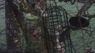 Bird feeder live 25/1/25