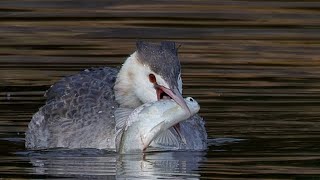 カンムリカイツブリ魚丸呑み一部始終　野鳥　Great Crested Grebe　Podiceps cristatus　wildbirds