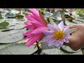 ✅beautiful shapla flowers in water this is natural water lily flower