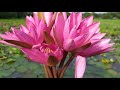 ✅beautiful shapla flowers in water this is natural water lily flower