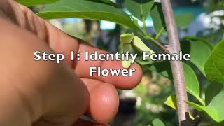 Learn How To Hand Pollinate Sugar Apple Flowers In 1 Minute