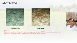 Cara Mengembangkan Trichoderma \u0026 Mikoriza Pola KP2M Nusantara