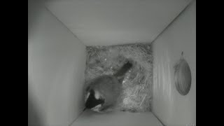 Nestbox 20180916/05:00 - 440 frames with movement