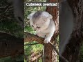 #cat  #babycat #climbing #shortsfeed #viral | EH Science Club