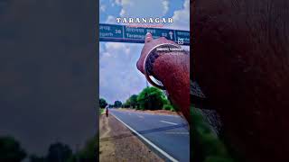 Taranagar Rajasthan India #trending #taranagar #love #travel #youtube #shortvideo #song #vlog #city