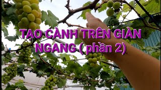 Tạo cành trên giàn ngang( phần 2)