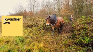 Boomslepen met trekpaarden tijdens werkdag Natuurpunt - ikwashier.live in Bos t'Ename Oudenaarde