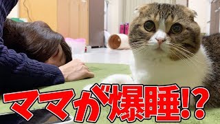 【猫】ホットカーペットで爆睡なママと見守る猫【スコティッシュフォールド】