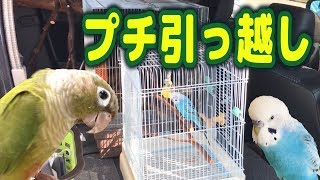 インコたちの避難生活①　プチ引っ越し