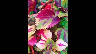 Coleus Plant Verity's 😍 | 20 Verity Of Coleus Plants | watch Full Video On Our Channel | H\u0026H WORLD