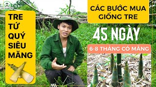 CÁCH ĐẶT MUA GIỐNG TRE TỨ QUÝ ? | CHỌN GIỐNG TRE CHO MĂNG SỚM NHẤT | NÔNG TRẠI HẠNH PHÚC