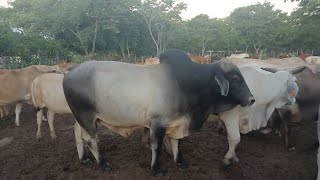 Day 34: Big Problem Chihera Goes Cattle Herding. Building Our Rural Retirement Homestead Zimbabwe