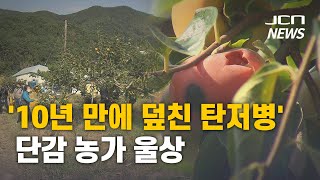 (JCN NEWS)'10년 만에 덮친 탄저병' 단감 농가 울상