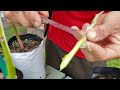 tropical fruit tree grafting super easy way to do it