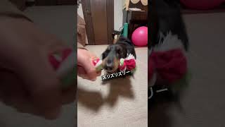 うちのボス#クリスマス#クリスマスプレゼント#大きめミニチュアダックス #癒し #犬 #ミニチュアダックスフンド #かわいい犬 #可愛い #犬との暮らし #犬のいる暮らし #犬#犬のいる生活