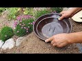 how to plant rock pine with perfect soil mix even during long rainy season