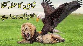 Baaz Ka Hamla Khatarnak Kyun Hota Hai  II Why Eagle Is Most Dangerous \u0026 Fastest Predator