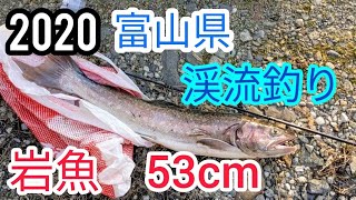 2020年 富山県 大岩魚 53ｃｍ