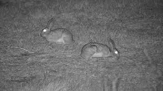 Djuma: Scrub Hares - 04:31 - 08/25/21