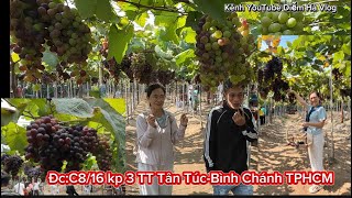 046.Vườn Nho Đang Hot Nhất tại TPHCM|Vườn Nho NGUYỄN MINH FARM Bình Chánh TPHCM