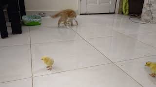 the cat attack chicks - 猫攻击小鸡Māo gōngjí xiǎo jī - cats