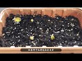 【菜苗】12种蔬菜不必买菜苗 新手种植省钱妙招