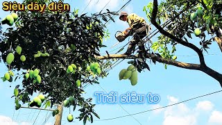 Cưa cây Xoài siêu trái gần dây điện / Sawing a super fruit Mango tree near electric wires | T920