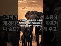 흥미로운 사실 series ep.1 🐘 코끼리에 관한 신기하고 흥미로운 사실 3가지 🐘 코끼리 흥미로운사실 동물 신기한동물