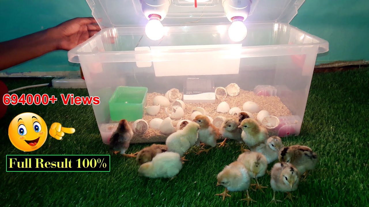 BEST INCUBATOR FOR CHICKEN EGGS WITH 100% EFFICIENCY | DIY HOMEMADE ...