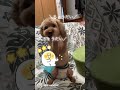 おやつちょうだい　 トイプードル シフォン ちょうだい犬　 ちょうだいアピール　 わんこのいる生活 わんこ動画 保護犬 保護犬を家族に youtubeshorts