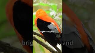 Horrifying Facts About the Hooded Pitohui! #funnyanimals #animalcuriosities #facts