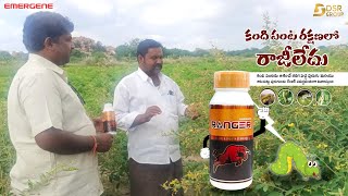 కంది పంట రక్షణలో రాజీలేదు | శనగపచ్చ పురుగు, ఆకుచుట్టు పురుగులను రేంజర్ సమర్థవంతంగా నివారిస్తుంది