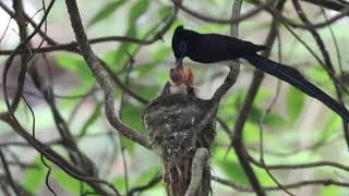 雛４羽の子育て（サンコウチョウ）