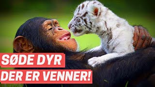 17 Søde og Nuttede Videoer om Dyr der er Venner!