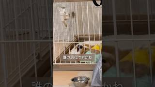 【だらけ主婦の真似が上手な犬】#主婦の日常#豆柴#柴犬 #かわいい #shorts#ショート動画 #animals