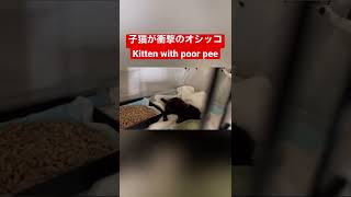 子猫が衝撃のオシッコKitten with poor pee #cat #catlover #catvideos #かわいい #バズれ #cute #shorts #ねこ #おしっこ #衝撃