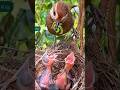 Momen penuh kasih induk burung sedang memberikan makan anak nya #shorts #birds