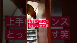 カイヌシを探すボタンインコ