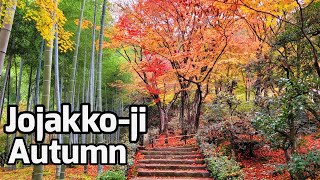 Spectacular Autumn in  Jojakko-ji Temple - Kyoto, Japan 紅葉の常寂光寺