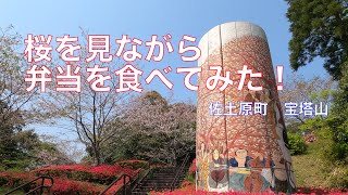 桜を見に宝塔山へ行ってみた！(佐土原町 宝塔山）