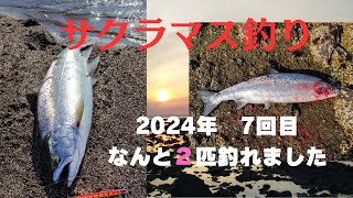 サクラマス釣り７回目やっと釣れました